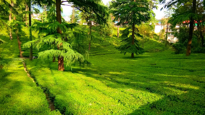 Palampur tea garden/Things to do in Dharamshala