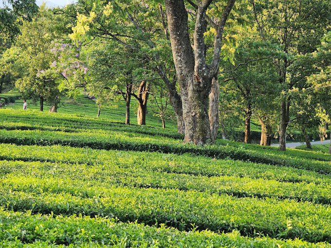 Tea Gardens in Dharamshala/Things to do in Dharamshala