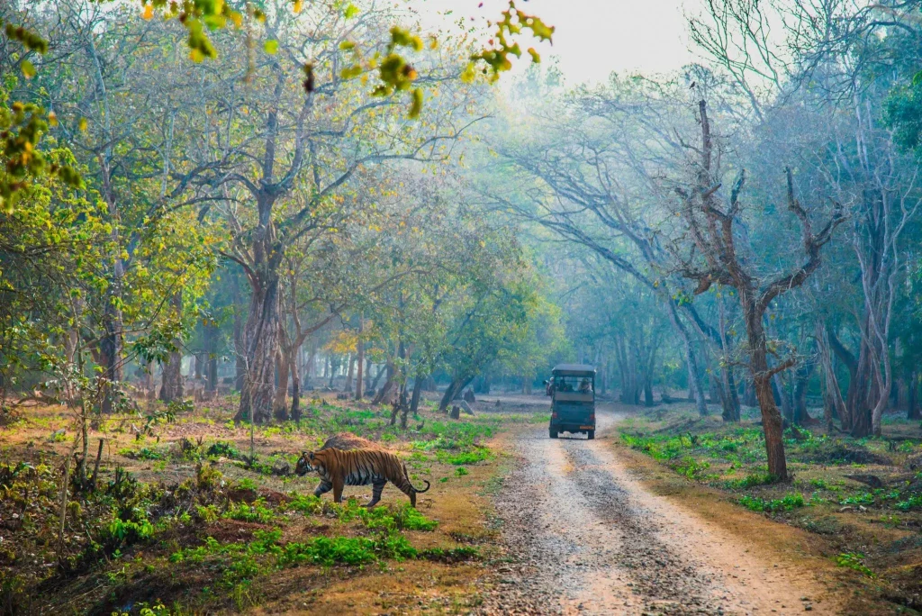 Karnataka: A new tiger safari zone is scheduled to open in Chamarajanagar.