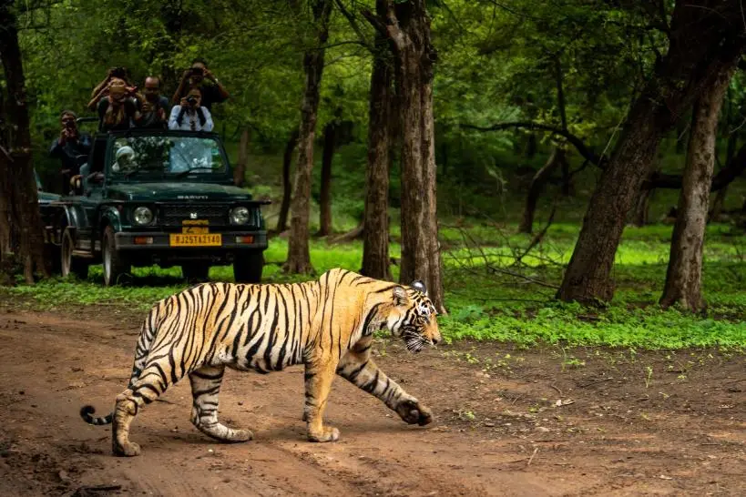 Ranthambore wildlife safari: Hotel pickups would no longer be provided for travelers.