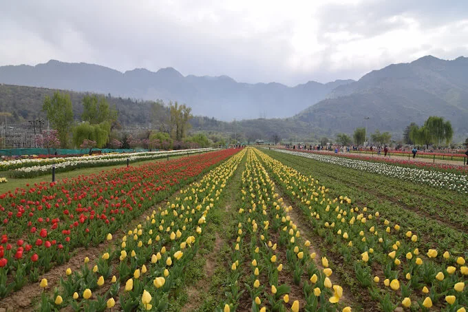 Tulip Garden,Best Places to Visit in Kashmir