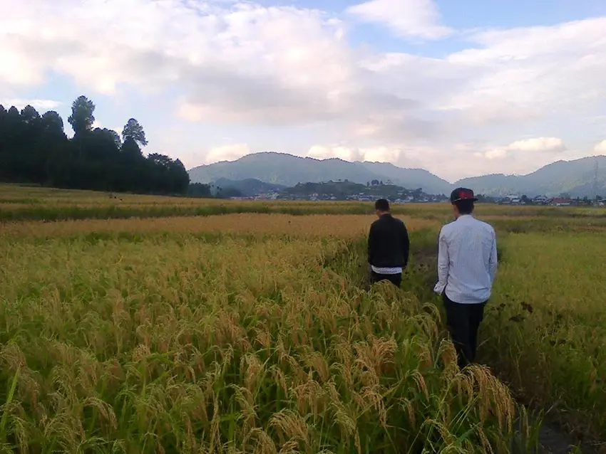 Plantations for rice Things To Do In Ziro Valley