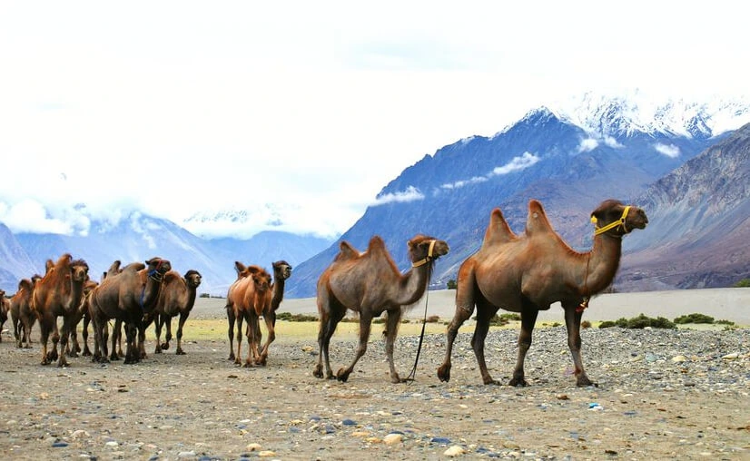 Safari Camel Things to do in Nubra Valley
