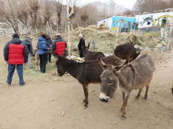 The-Donkey-Sanctuary Things to do in Leh