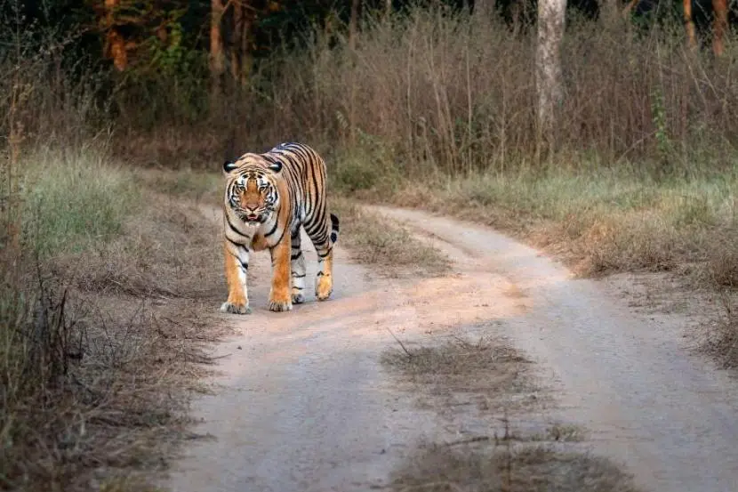 The Royal Bengal Tiger travels 2000 kilometers across four states in quest of a new environment.