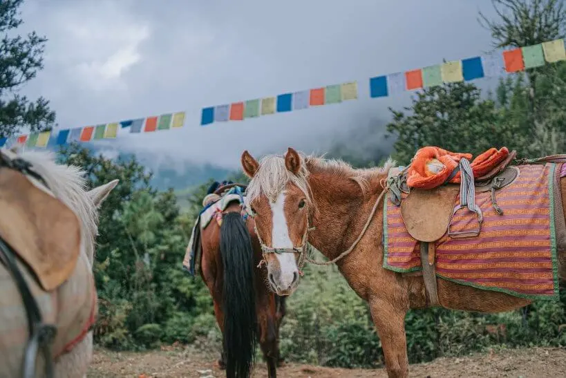 Horse Riding in Gulmarg in june month