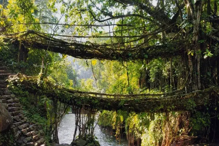 Bewildering Living Root Bridges, top things to do in Meghalaya