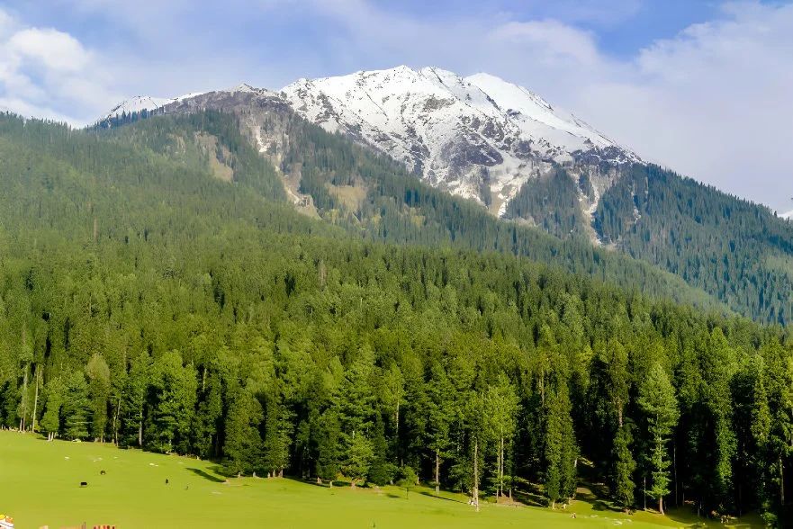 Explore Pahalgam's dense pine forests