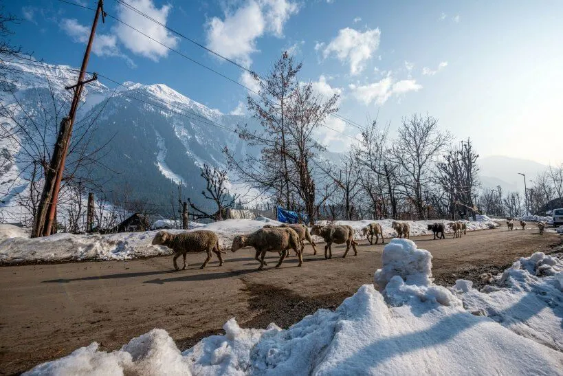 Chandanwari valley of Pahalgam in July