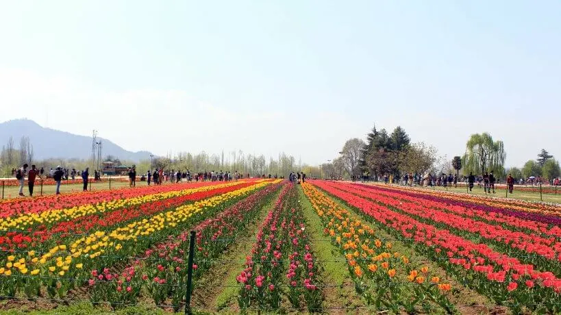 Visit the Tulip Garden of Srinagar