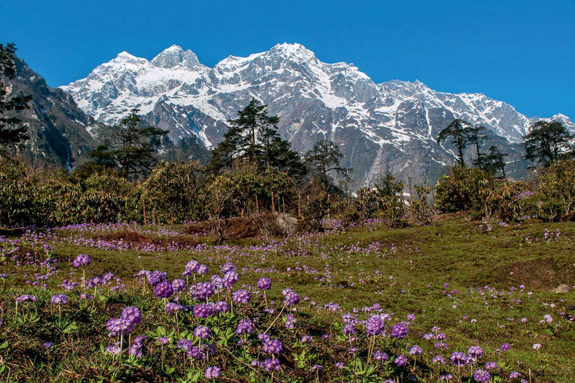 Yumthang-Valley-of-Flowers, Sikkim