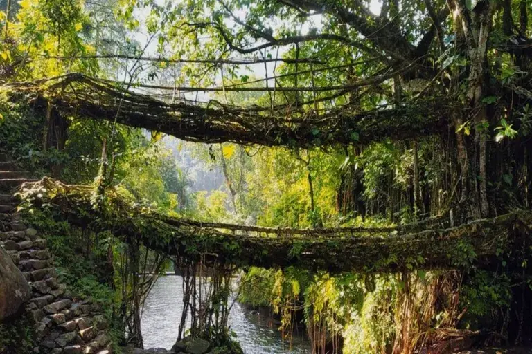 Double Decker Living Root Bridge, Meghalaya in January