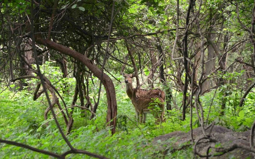 Balpakram National Park, Meghalaya in May