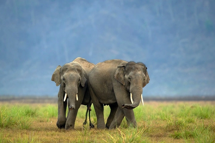 Elephant Safaris Activities In Uttarakhand