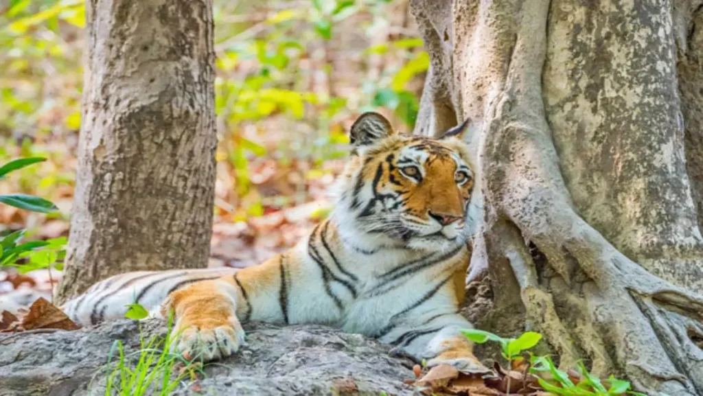 Jim Corbett National Park