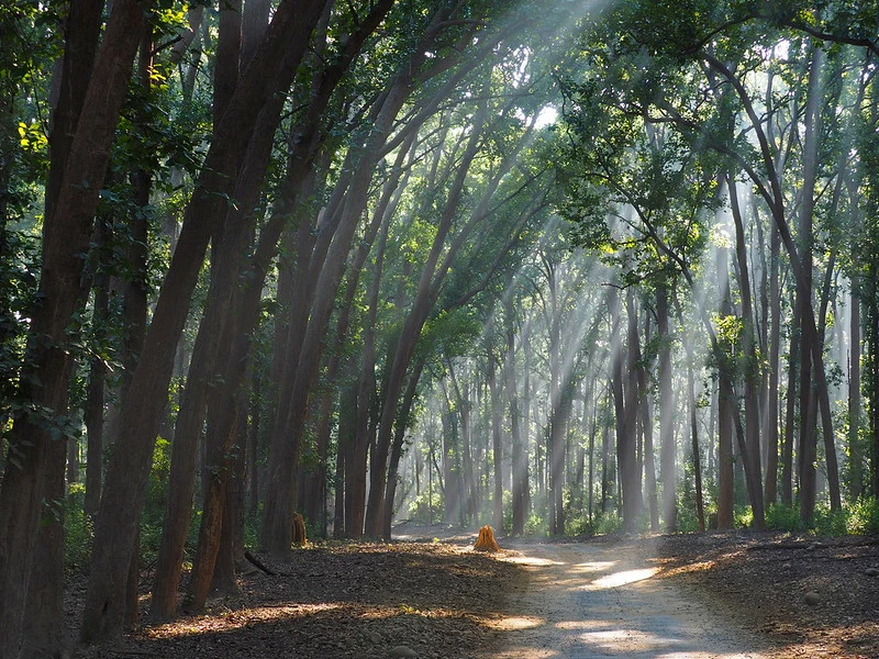 Jim Corbett National Park