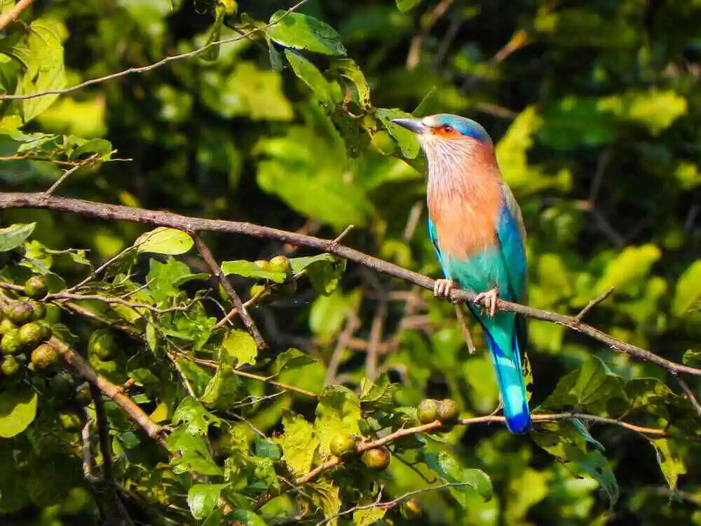 Kilbury Bird Sanctuary Nainital Uttarakhand