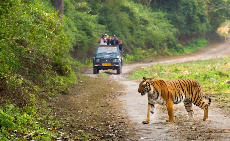 Wildlife Safari Things To Do In Uttarakhand