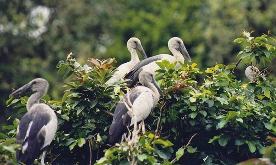 Bird Watching at Bhitarkanika National Park Odisha