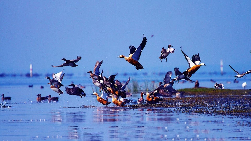 Chilika Wildlife Sanctuary is one of the best places to visit in Odisha