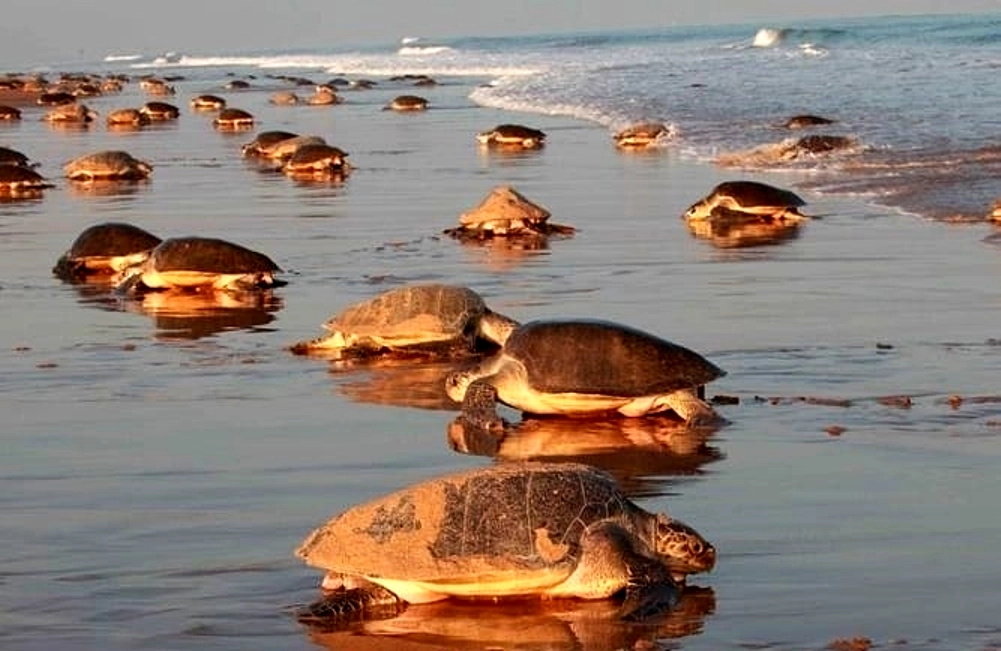 Visit Gahirmatha Beach in Odisha