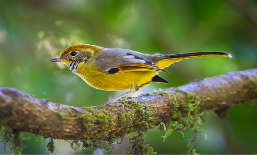 Bird watching at Manas National Park in Assam