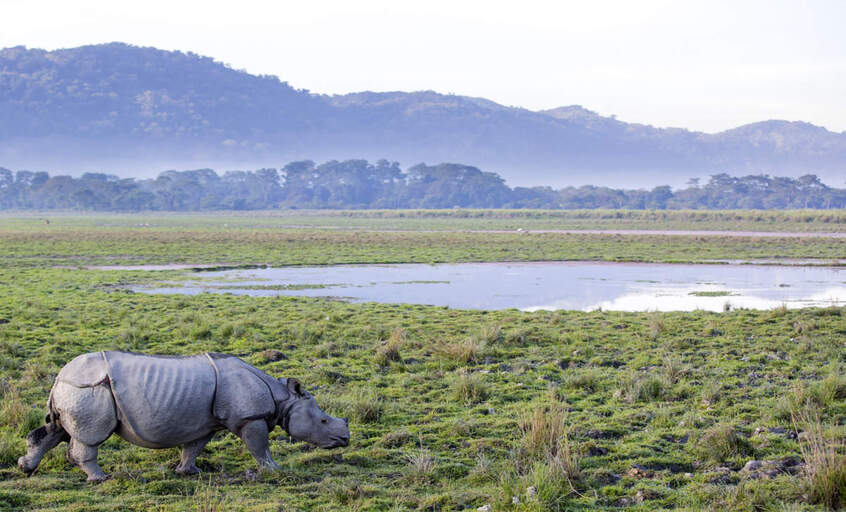 Dibru Saikhowa National Park in Assam