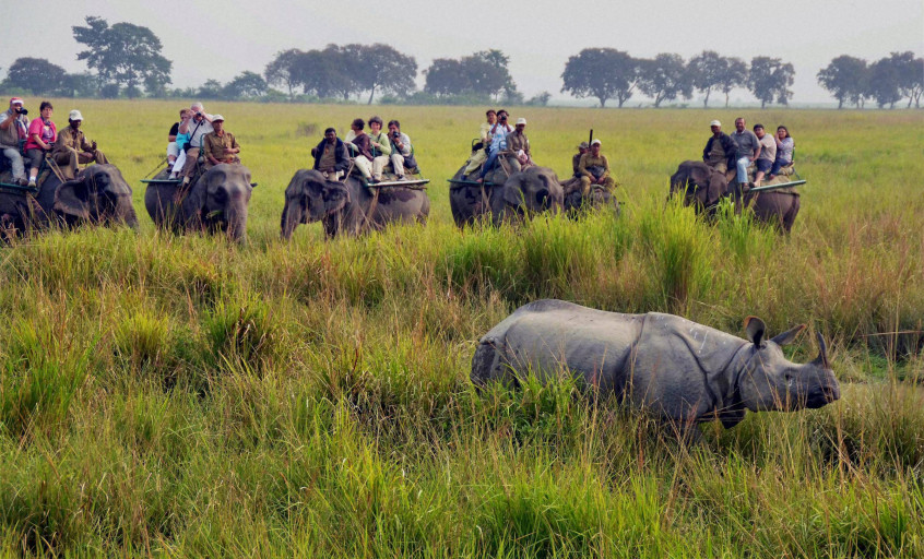 Elephant Safari at Kaziranga & Manas National Park in Assam