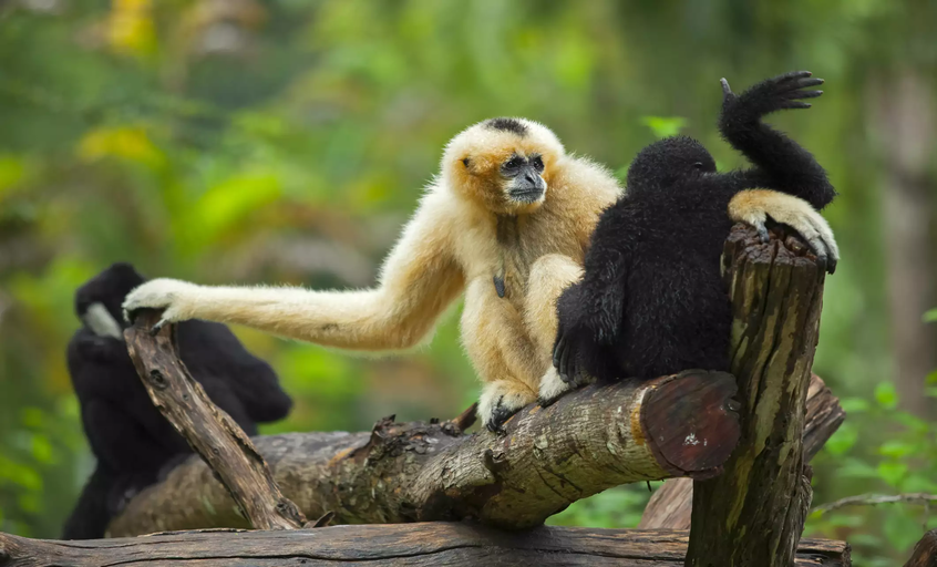 Hoollongapar Gibbon Wildlife Sanctuary in Assam