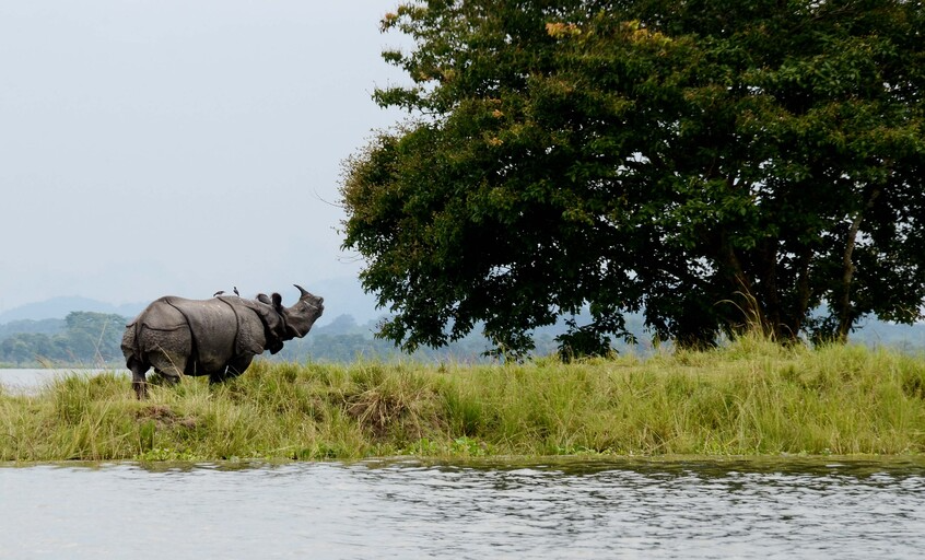 Kaziranga_National_Park