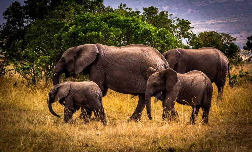 Nameri National Park in Assam