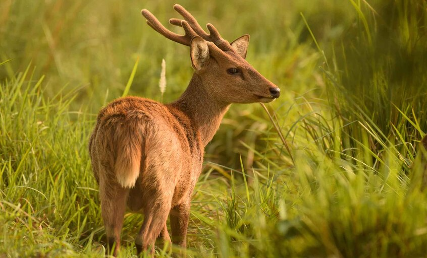 Orang National Park in Assam