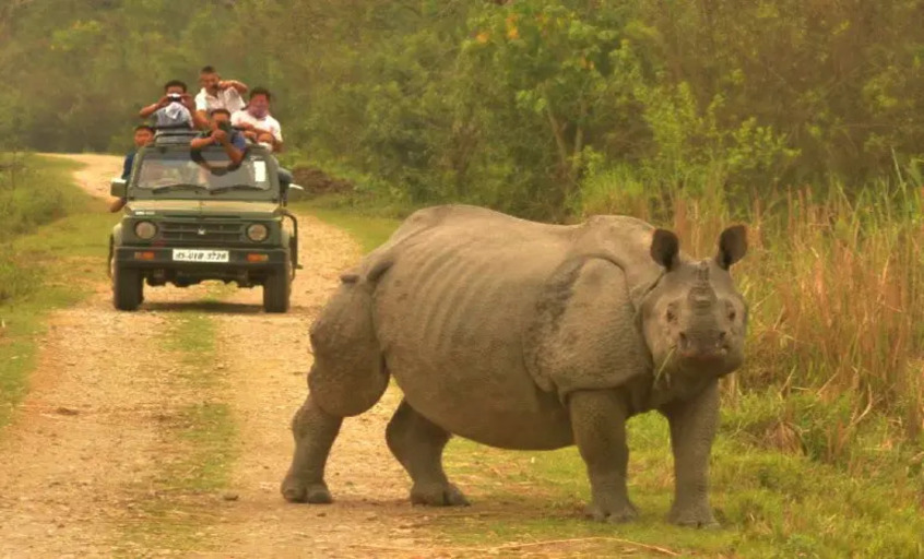 Pobitora Wildlife Sanctuary's Jeep Safari