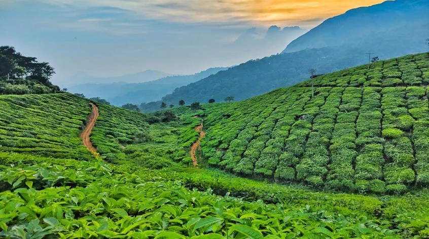 Tea Garden Tours in Assam