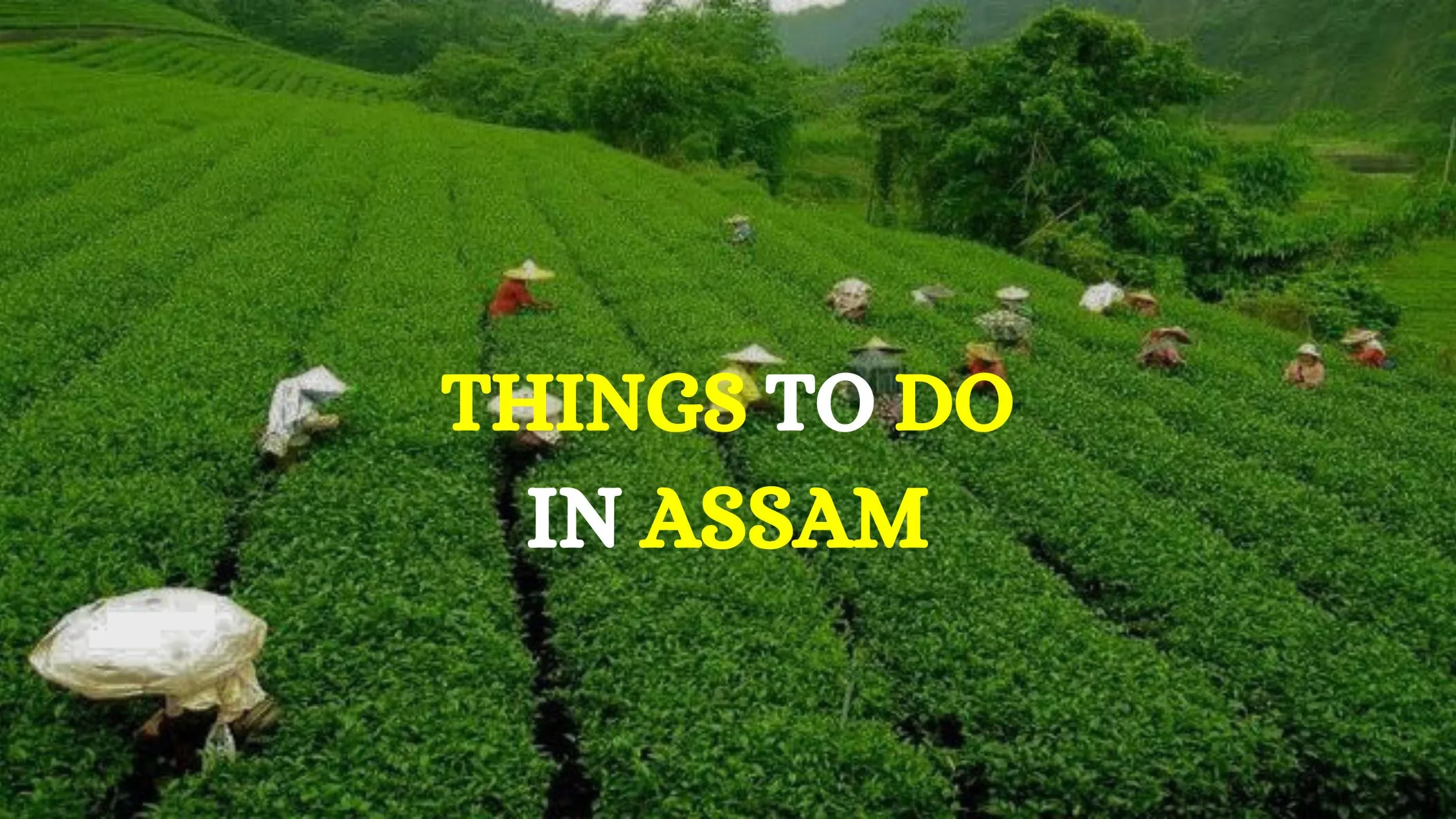 Things to do in Assam