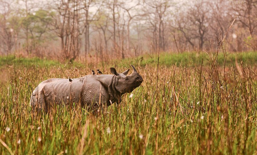 Wildlife Spotting at Orang National Park