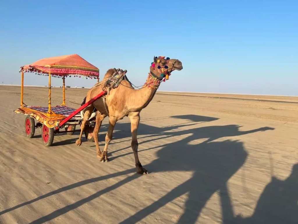 Camel safari in Kutch