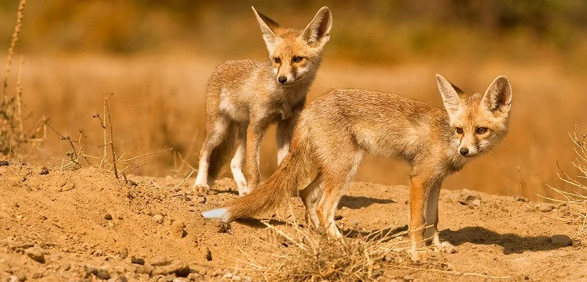 Kutch Desert Wildlife Sanctuary Gujarat