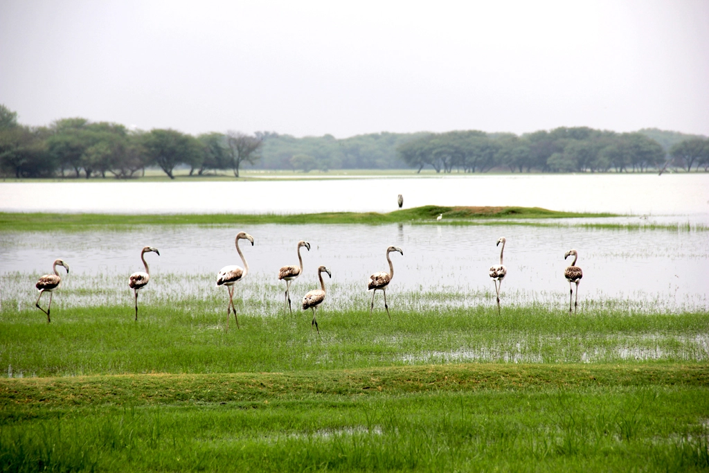 Thol Wildlife Sanctuary Gujarat