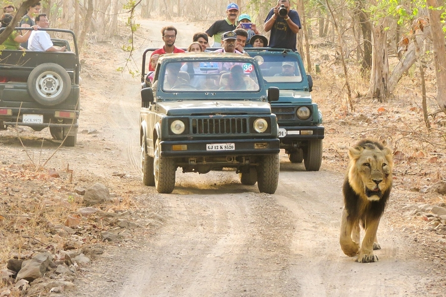 Wildlife safari in Gir National Park