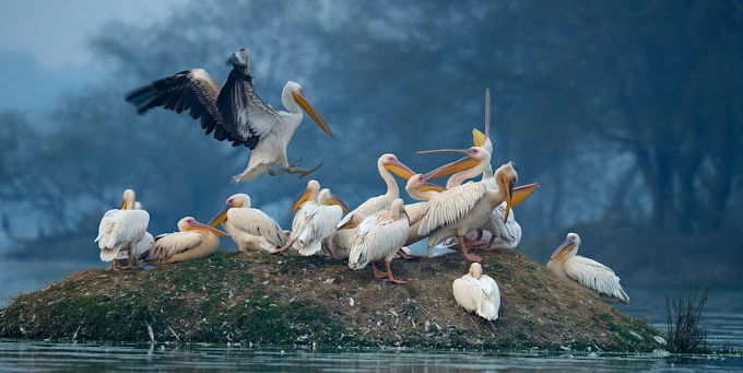 Bird watching at the Bharatpur Bird Sanctuary