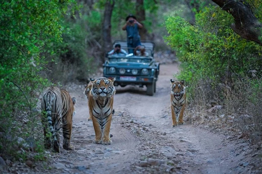 Visiting Ranthambore National Park