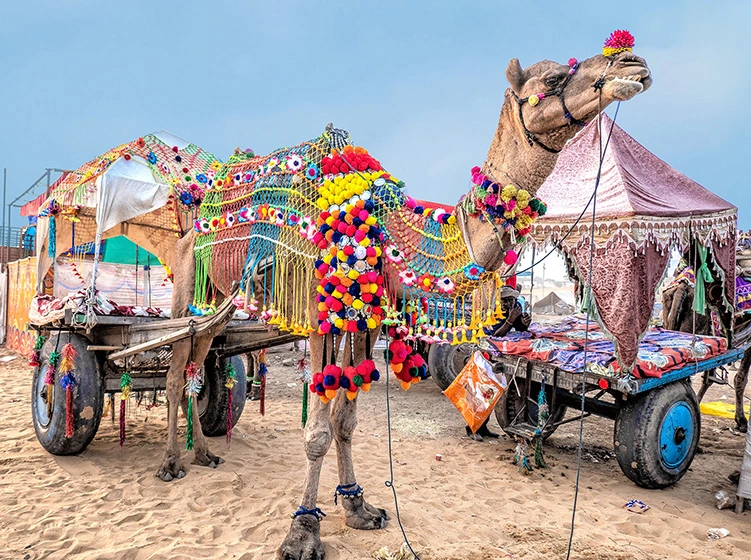 The famous Pushkar Camel Fair