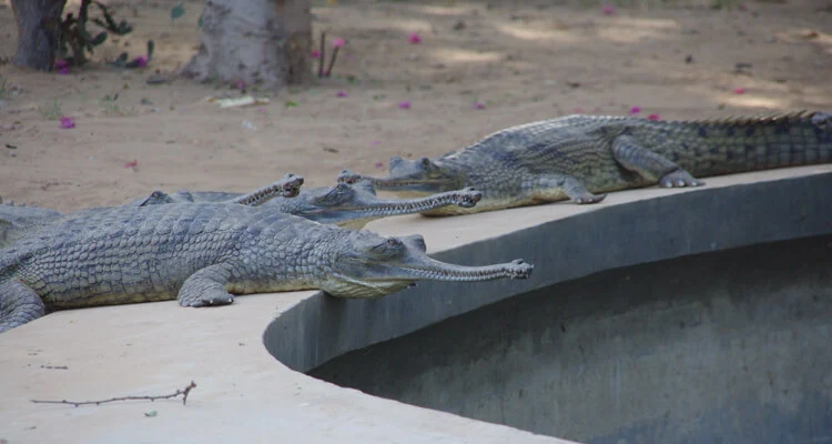 Visit the Jaipur Zoo