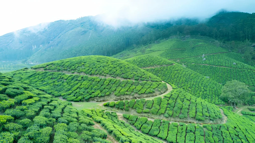 Munnar, Kerala is one of the best palces to visit in India during monsoon