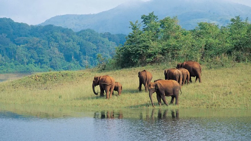 Periyar Wildlife Sanctuary in Kerala