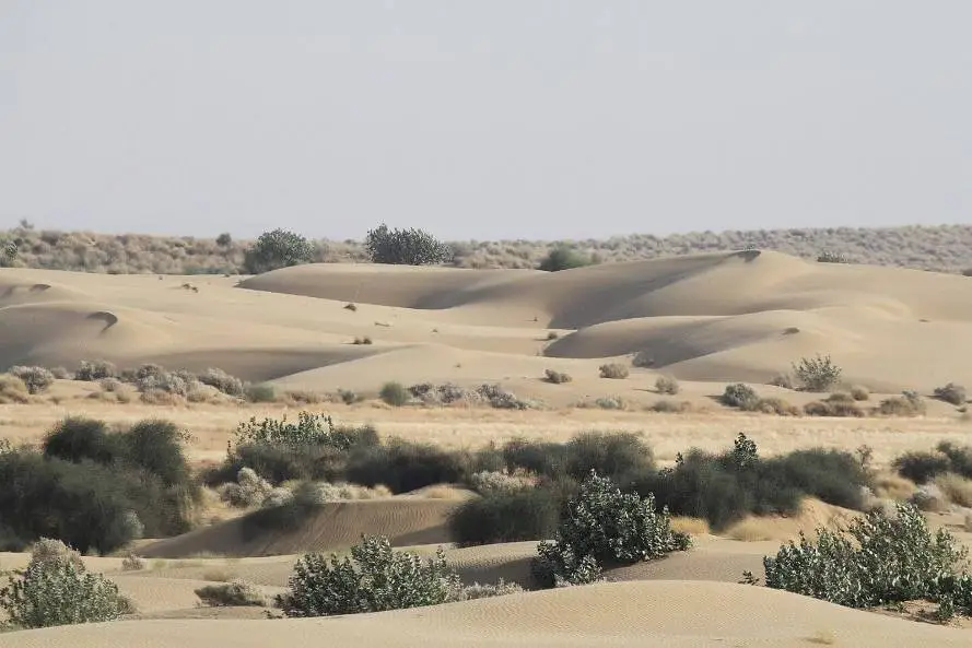 Desert National Park Jaisalmer