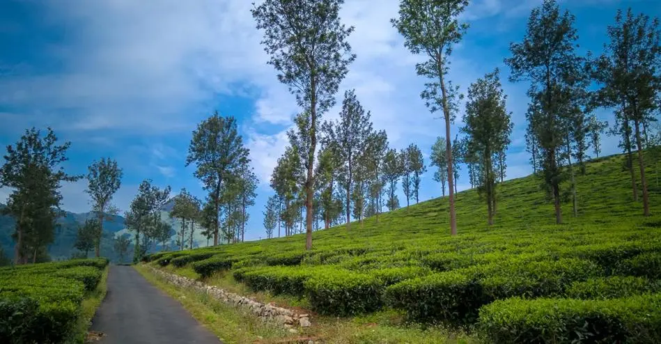 Wayanad, located in the northern part of Kerala