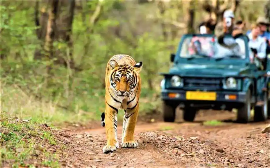 Jungle Safari at Sardargarh