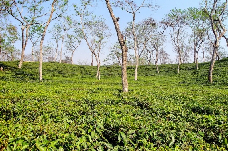 Numaligarh Tea Estate